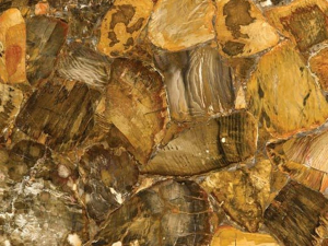 desert petrified wood stone from grama blend uk