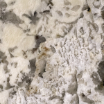 White-Nevada-Close-Up.jpg